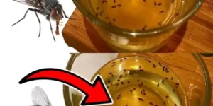 Bir bardak su hilesi ile artık evinizde sinek görmeyeceksiniz