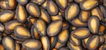 Karpuz Çekirdeği