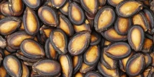 Karpuz Çekirdeği